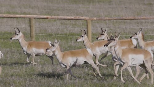 Antelope on a Green Grass Field During Sunny Day