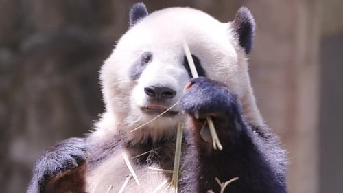 Panda Close Up Eating