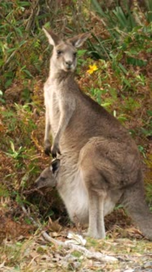 Un kangourou avec un joey dans sa poche se tient dans la brousse, se retourne et se penche pour manger - clip vertical