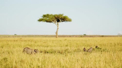 Warthogs wallowing in small pool in lush grasslands, acacia tree in background, typical African Wild
