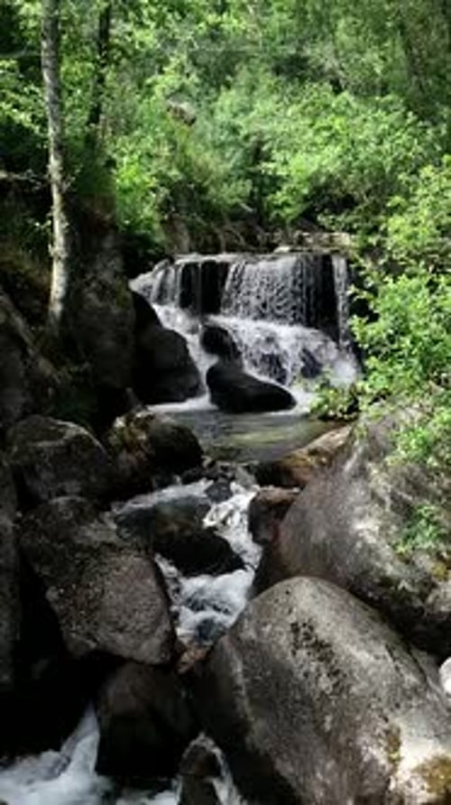 Small cascading forest stream with mossy rocks and soothing water flow in nature scene