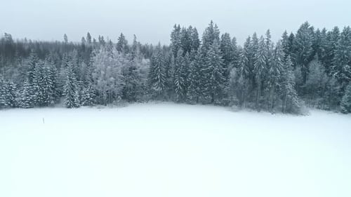 Bird's eye view over a pine forest under a blanket of snow in winter.