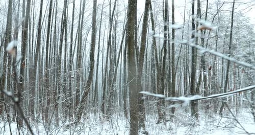 Walking Motion In Winter Snowy Forest Park During Snowfall Blizzard