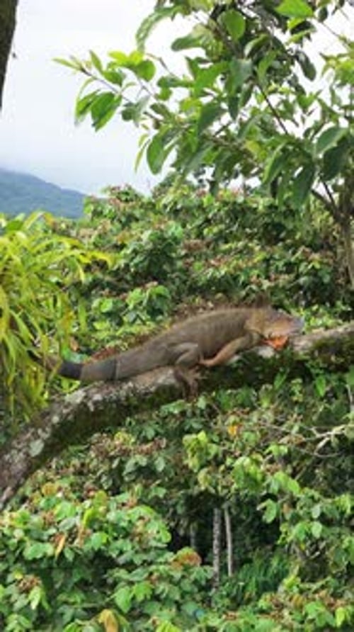 Iguane vert posé sur une branche d'arbre dans la jungle du Costa Rica Vertical