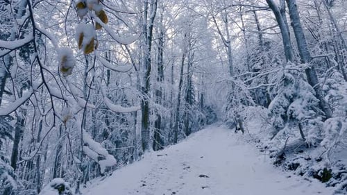 Frozen Winter Forest