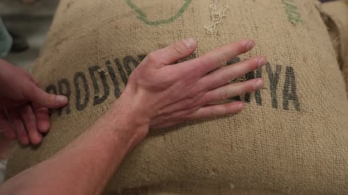 Sampling Raw Coffee Beans from Kenya