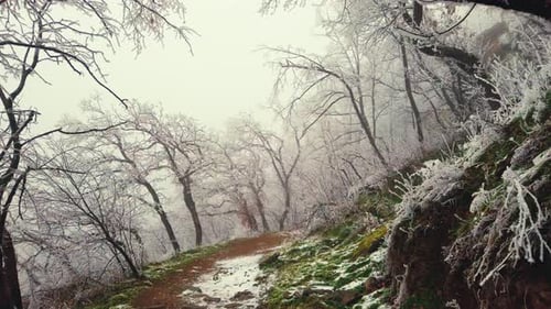 A serene snow-covered forest path, lined with frosted trees and shrouded in soft mist