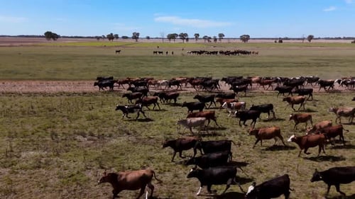 Drone Footage Capturing a Herd of Cows Running Gracefully Across a Vast Green Field