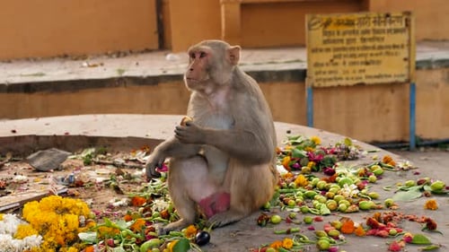 Monkey Indian Monkey Monkey Eating Fruits Garbage Indian Streets Monkeys on Indian Street