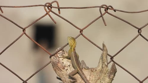 Lizard in border area - waiting for food - pry.
