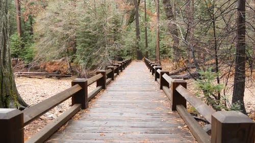 Wooden Catwalk Bridge in Autumn California Forest