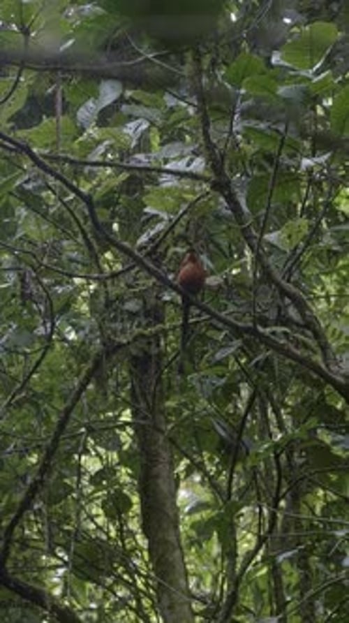 Motmotte à gros bec mâle perchée en haut d'une branche d'arbre dans le parc Mistico, près de La Fortuna, au Costa Rica