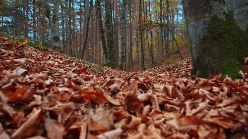 Autumn Forest Gimbal Walk - 2K