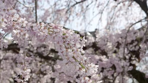Gros plan sur une brindille de Sakura en pleurs en pleine floraison