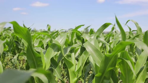 A Vibrant Image of a Green Cornfield with Tall Healthy Stalks Swaying Under a Clear Blue Sky