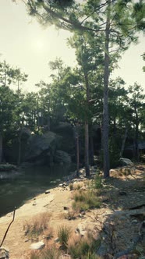 River Flowing Through Dense Forest