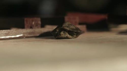 Eine junge Schildkröte atmet schwer.