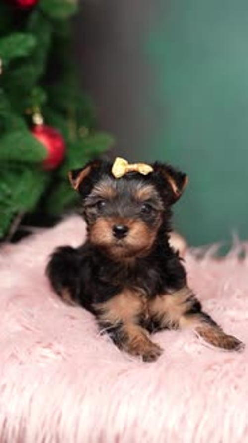 Adorable Puppy with Bow on Pink Blanket