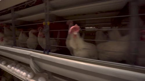 Hens in cages industrial farm 4K