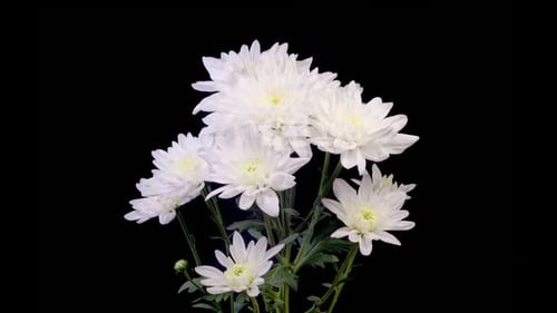 Elegant White Chrysanthemums Blooming on Black Background
