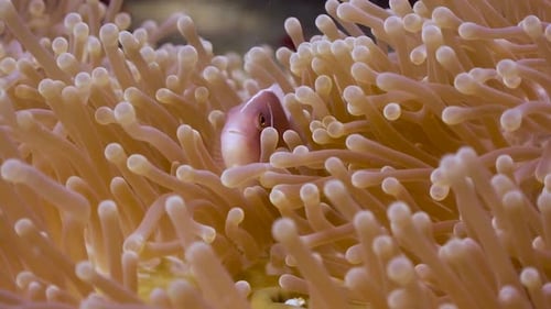 Pink Anemone fish close iup in an anemone on Koh Tao, Thailand