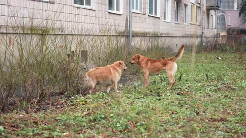 Fight of Stray Dogs on the Street