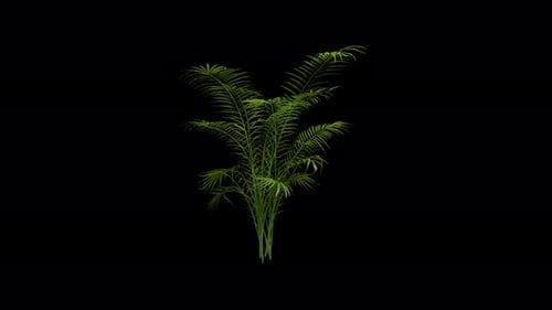 Green Palm Plant Swaying Seamlessly with Alpha Channel