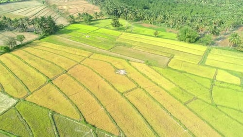 Aerial View of Green Rice Plantation Field Palawan Philippines