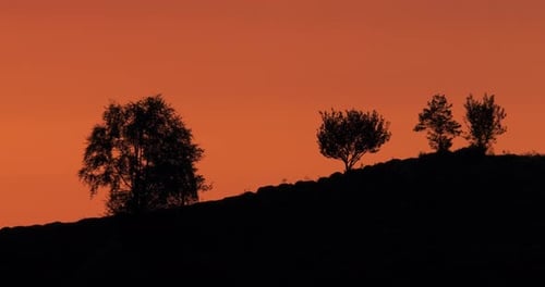 Sunset And Trees Silhouette Footage