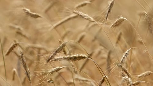 Wheat field, golden ears of wheat swaying from the wind. View of ripening wheat field at summer day.