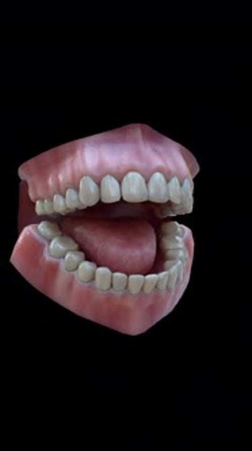 Realistic Human Mouth Anatomy with Jaw and Teeth Opening and Closing