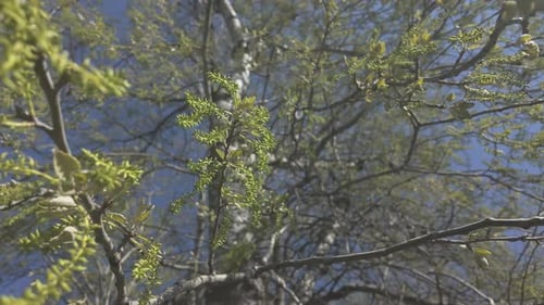 Tree Branches and Buds Against Clear Blue Sky