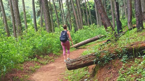 Tracking Caucasian woman with backpack walking on a footpath in a forest of tall trees & bushes