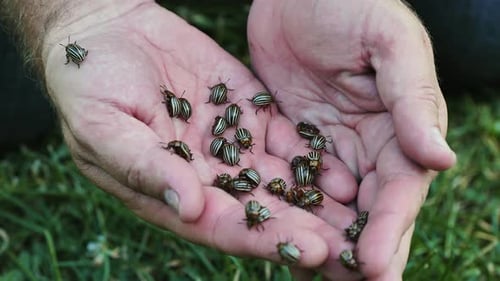Un fermier tient de nombreux doryphores de la pomme de terre dans ses mains ouvertes, révélant une infestation de ravageurs dans un