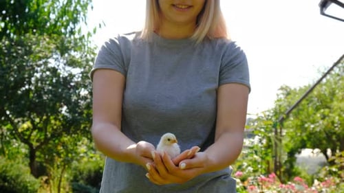 Woman Gently Holding a Baby Chick Outdoors