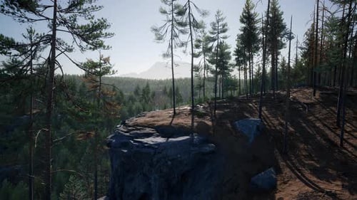 Spruce and Pine Trees and Mountains of Colorado