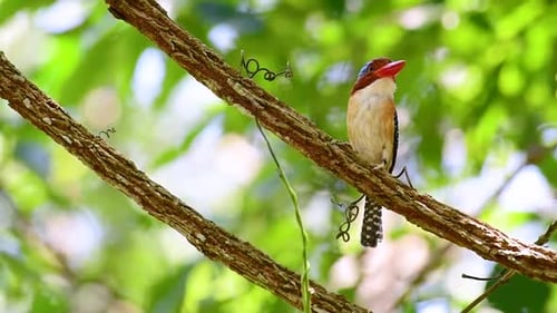 Ein Baum, Eisvogel und einer der schönsten Vögel Thailands in tropischen Regenwäldern