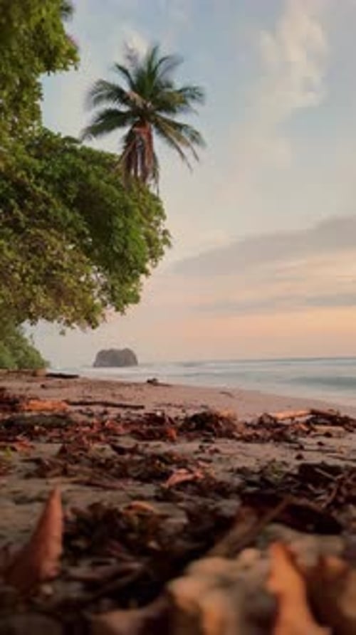 Tropical Beach Scene with Palm Tree