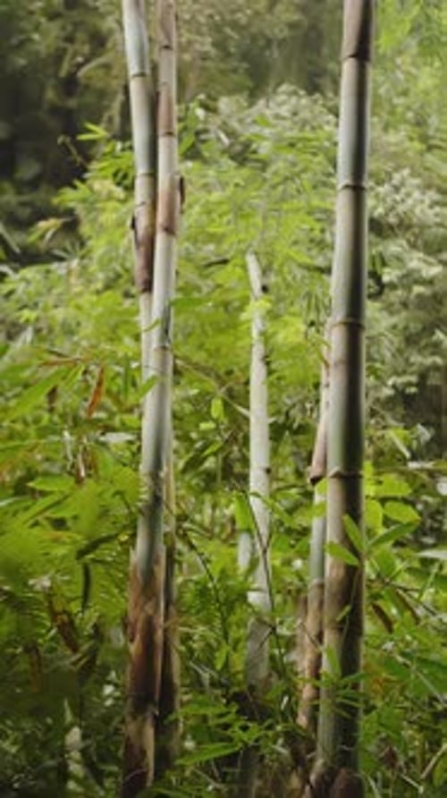 Bamboo Grows Among the Foliage of Tropical Trees in the Forest Vertical Video