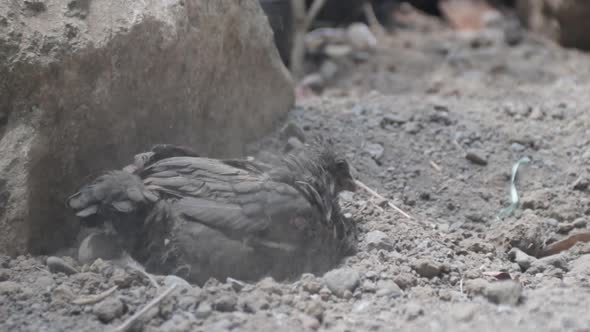 farm chicken digging itself a hole, Nature Stock Footage ft. chicken ...
