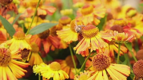 Bee Pollinating Colorful Flowers in a Sunny Field