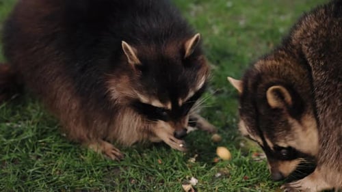 Natur, Wildtiere, Bodensuche, Wildtiere, Plünderung
