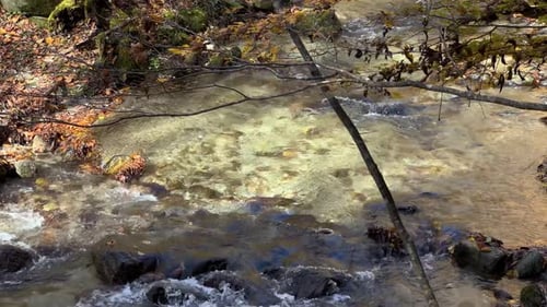 Beautiful clean river running through forest