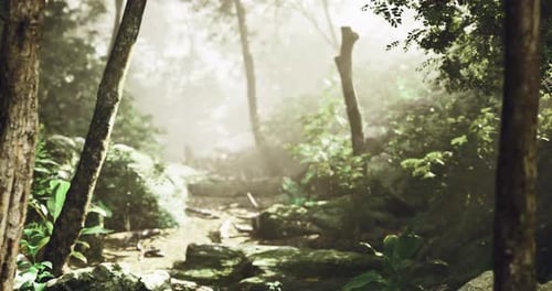 Misty Forest Path Loop with Sunlight Filtered Through Trees