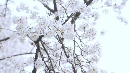 Beautiful Sakura Blossoms Swaying From The Tree Branches On A Breezy Day - close up shot
