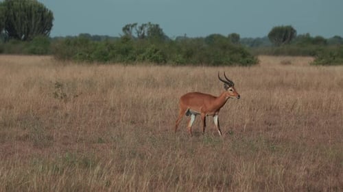 Impala Walking In The Field Of Queen Elizabeth National Park In Uganda, Africa. - wide shot