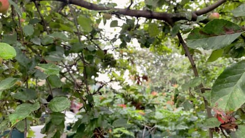 Fresh Ripe Red Apples Hanging on Apple Tree Branch on Backyard or Fruit Orchard