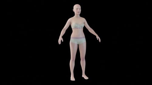 3D Human Female Body Model Rotating for Medical and Science