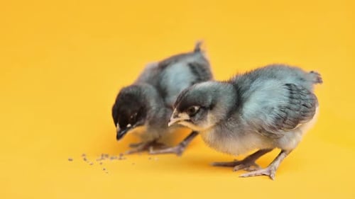 Two Fluffy Baby Chicks Eating on Yellow Background