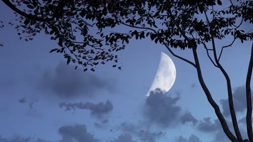 Crescent Moon and Starry Night Sky with Silhouetted Trees